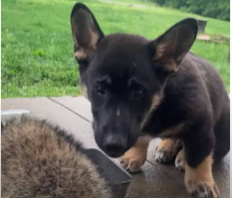 Canine Lovingly Shares Dinner Stash With Raccoon Pair