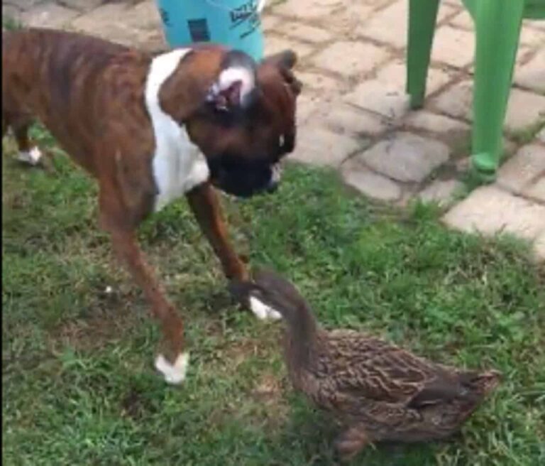 Fun-Loving Doggo Engages Duck Friend In A Lively Game