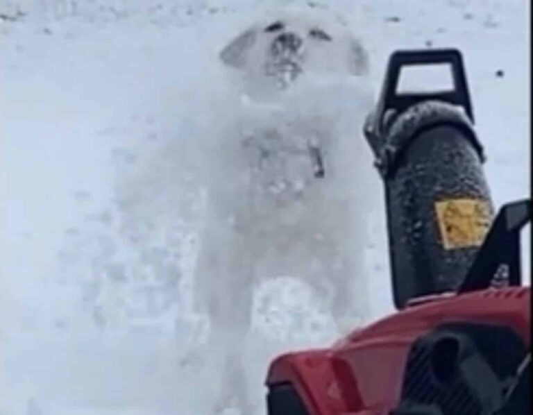 Eager Labrador “Helps” Fur Dad Plow The Snow â Watch What Pup Does Here