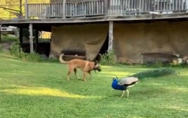 Playful Canine Engages Peacock Friend In A Lively Game Of Tag