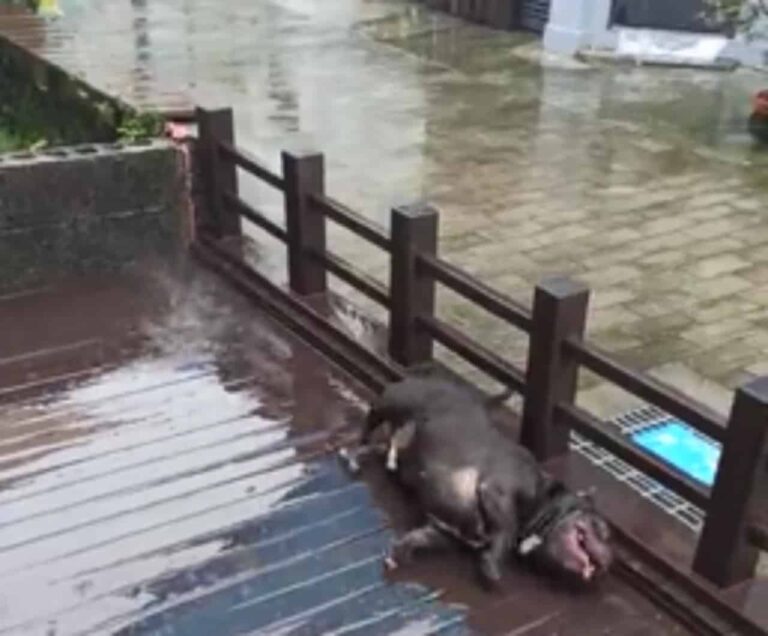 Witty Doggo Hilariously Gets Belly Rubs From Falling Rain