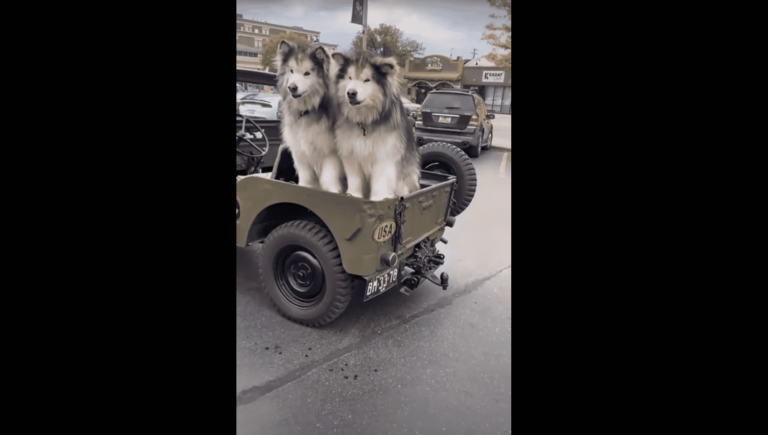 Alaskan Malamutes Attract A Police Officer’s Attention, Proving This Breed’s Undeniable Beauty
