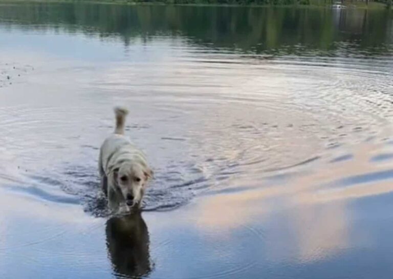 Friendly Doggo Loves Swimming Across The Lake Every Day To Meet New Friends