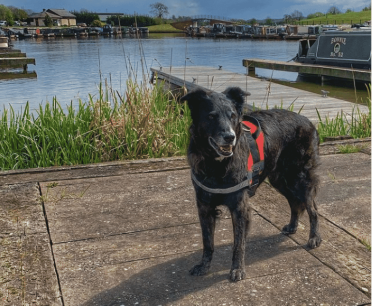 Meet Scruffy, The Cancer Survivor Dog Who Loves To Cheer Up People