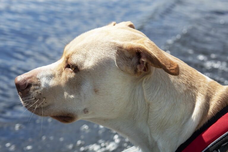 Brave Man Runs Into A Burning Home In Wisconsin To Save A Stranger’s Dog