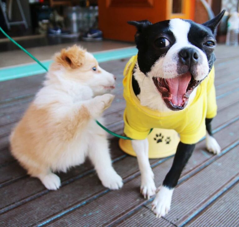 This Bar Offers Puptails So Dogs Can Join In The Fun With Their Cocktail-Loving Owners