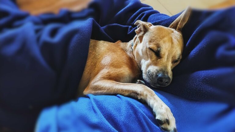 Pittie Discovered In A Ditch With No Ears Expresses Gratitude To The Rescuers Who Saved His Life