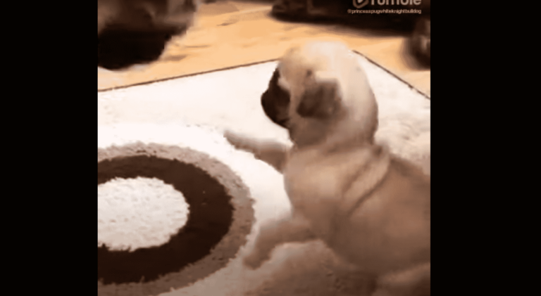 Tiny Pug With A Big Personality Takes On Her Mom, And Her Confidence Is What We All Need These Days
