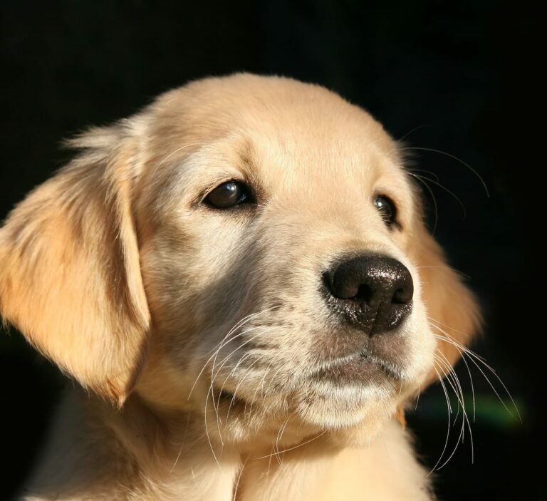 This Funny Golden Retriever Wouldn’t Let His Human Brother Leave For School