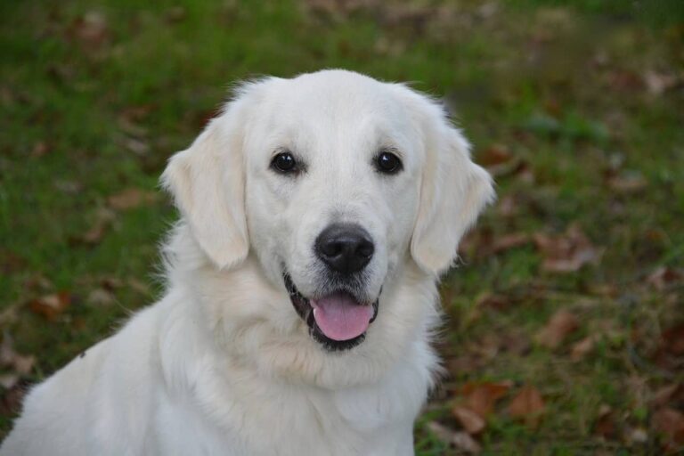 This Friendly Doggo Visits His Neighbor Everyday Ever Since They Moved In