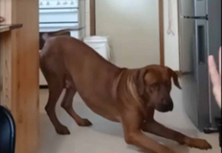 Adamant Canine Has The Funniest Way Of Refusing Nail Clipping