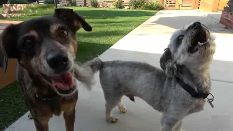 Rescuers Go Out Late At Night To Save A Senior Dog Abandoned In A Cemetery