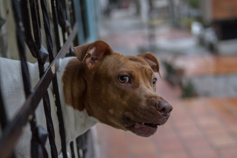 Severely Abused And Mutilated Dog Is Now A Therapy Dog And Helps Others Overcome Their Own Troubles