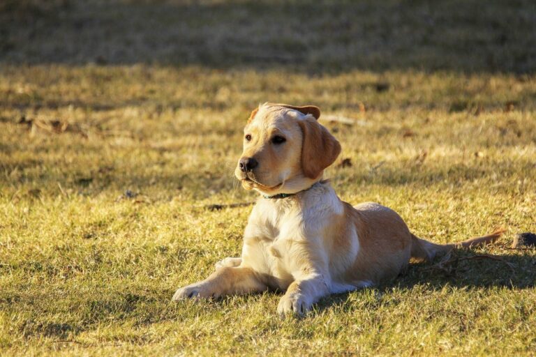 A Hyperactive Dog Interrupts A Baseball Game – And The Internet Is All For It!