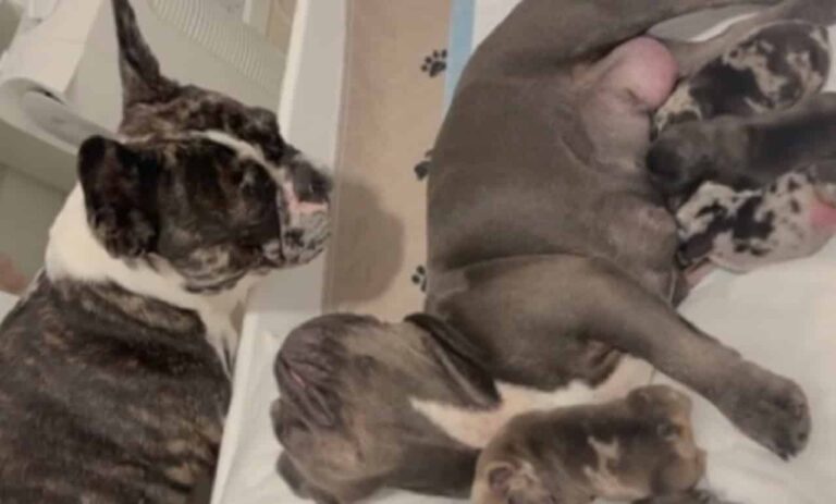 Proud Frenchie Dad Has A Priceless Reaction To Seeing Newborn Pups