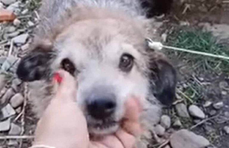 This Senior Dog Found In A Field Cried Because Of Extreme Fear And Intense Pain
