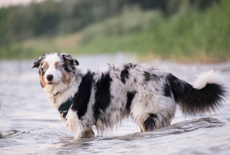 Brave UPS Driver Saves Drowning Dog From Icy Pond In Montana
