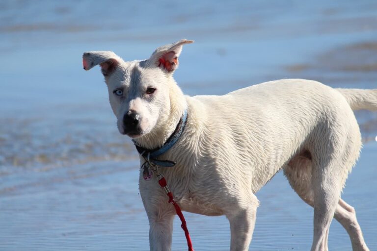 Musician Loses Job And Tries To Sell Car To Save Pet Dog Who Swallowed A Bottle Cap