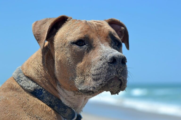 Dog Lost For Over A Year Reunites With Family On Dad’s Birthday
