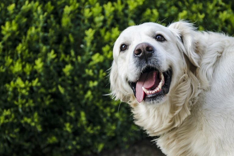 Adorable Golden Retriever Smiles Her Way Out Of Trouble And It’s The Cutest Thing You’ll Ever See!