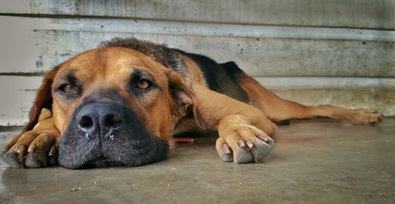 This Dog Loves To Press His Snout Just About Everywhere And His Owners Thought He Had Brain Damage But It Turned Out He Was Just A Silly Goofball
