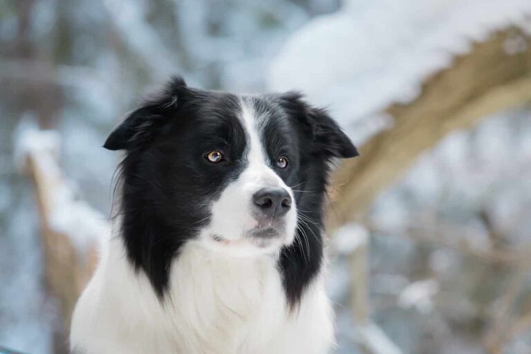 An Icy Ordeal: Border Collie That Got Stuck In A Frozen Pond Gets Rescued