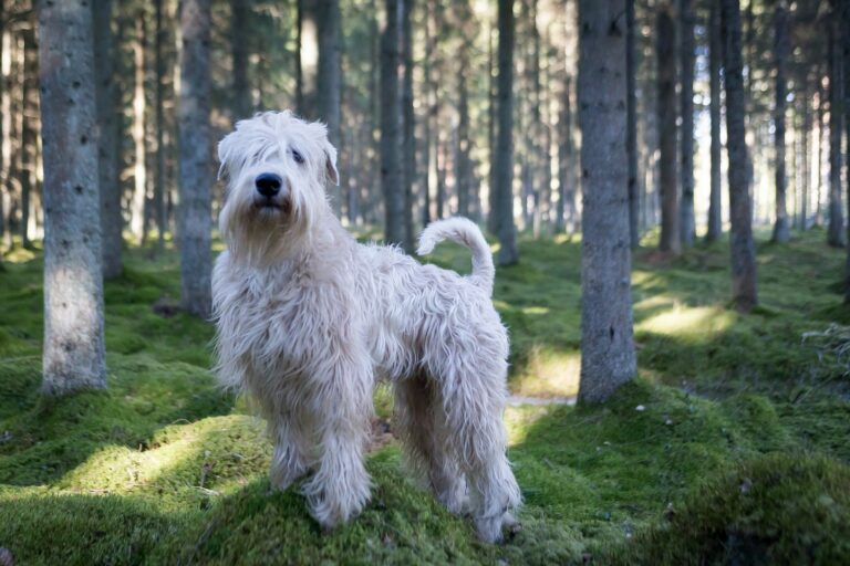 Salon Owner Grooms Matted Stray Dog At Midnight, Helps Him Get Fostered