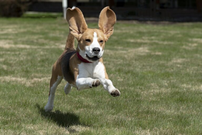 This Beagle Learned To Love Again After Going Through A Depressing Experience