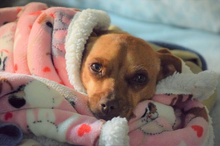 Neglected Dog With A Large Tumor Is Freed And Rescued By Animal Rescuer From Neglectful Owner