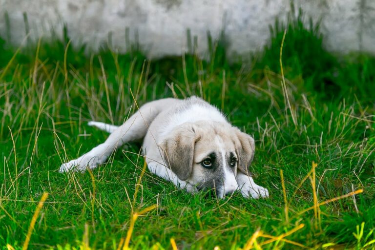 After Spending Most Of His Life Sleeping On The Hard And Cold Ground, Stray Pup Finally Has His Own Bed