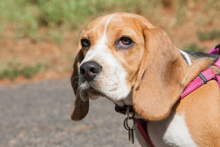 A Male Dog Shows The Signs Of Aging In A Hilarious Way