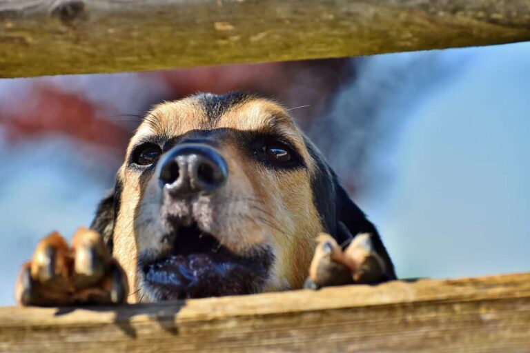 The Jaws Of Life Saves An Inquisitive Puppy That Got His Head Stuck In A Fence