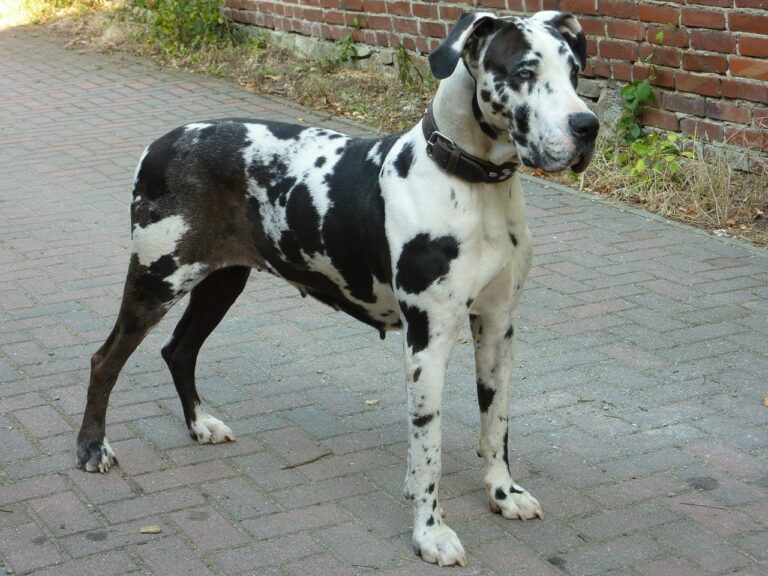 To Protect Its Wounded Tail, A Great Dane Gets A Colorful Tail-Wrap