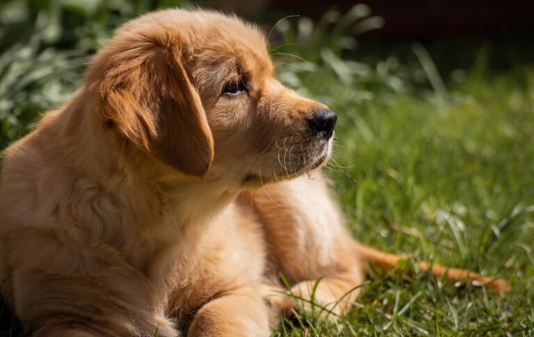When A Golden Retriever Is Given A Puppy, He Becomes Ecstatic