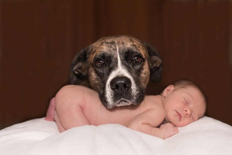 When Dad “Spanks” Its Fur Sister, This Caring Doggo Had To Defend Her