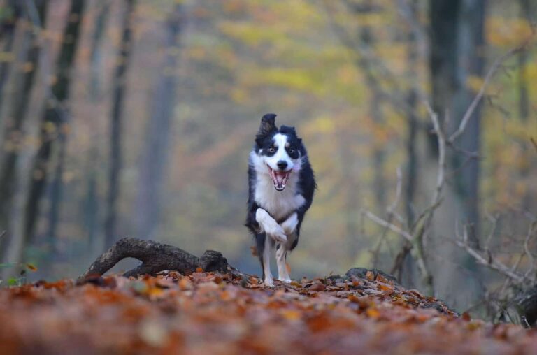 Dogs Run Toward The Road, And Their Reaction When They Hit The New Fence That Will Make You Laugh