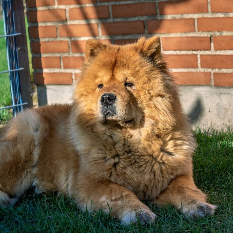 Every Day, A Faithful Dog Is Seen Waiting At The Train Station For His Master
