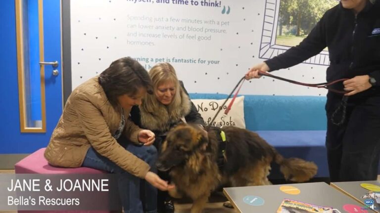 German Shepherd Stuck In Freezing Water Was Rescued By Dog Walkers