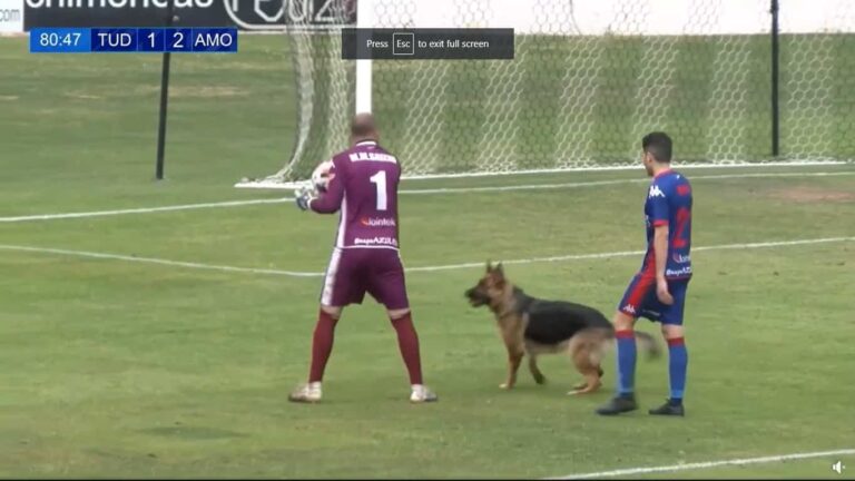 When A Dog Passes By The Soccer Stadium, It Makes The Decision To Join And Play