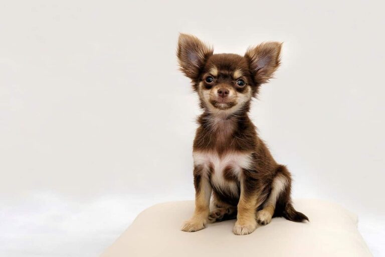 To Keep Track Of Their Two Small Dogs, A Family Has Found The Best Solution