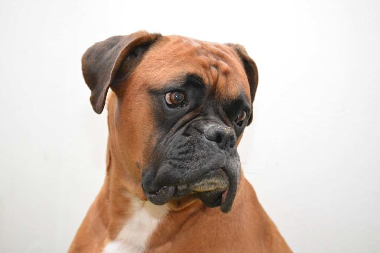 Scared Boxer Goes Missing For Two Months After Saving His Family From A Burning House