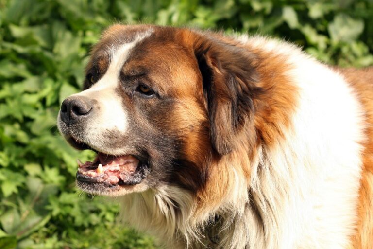 Detroit Reporter Spots Dog Dying From Heatstroke And Rushes Him To An Animal Hospital