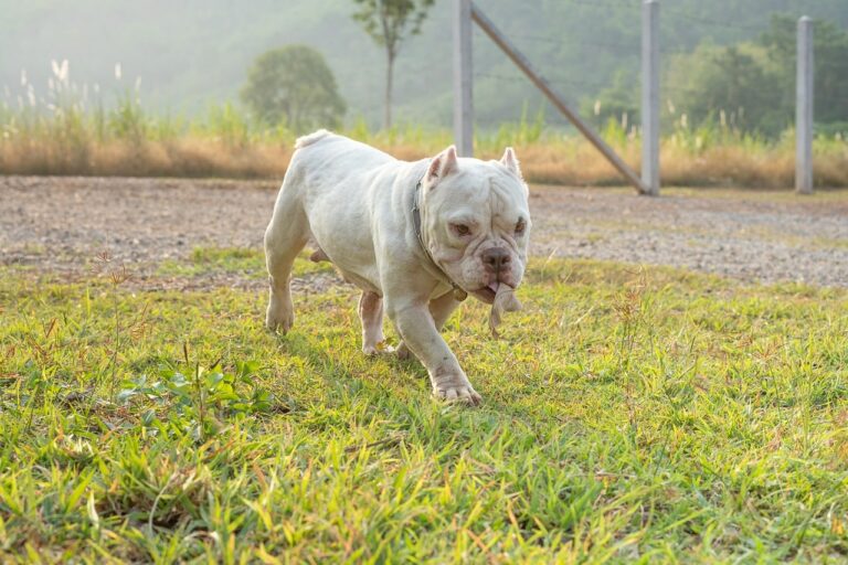 Owners Move Out Of Their Detroit Home And Leave Their Dog Chained Alone In The Yard