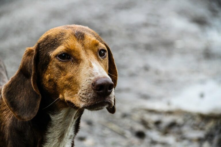 Florida Dog Rescue Group Works Relentlessly To Help A Paralyzed Dog Get A Second Chance In Life