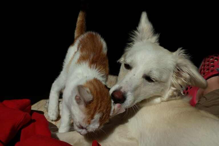Watch This Heartwarming Story Of A Dog Bringing Home A Stray Kitten