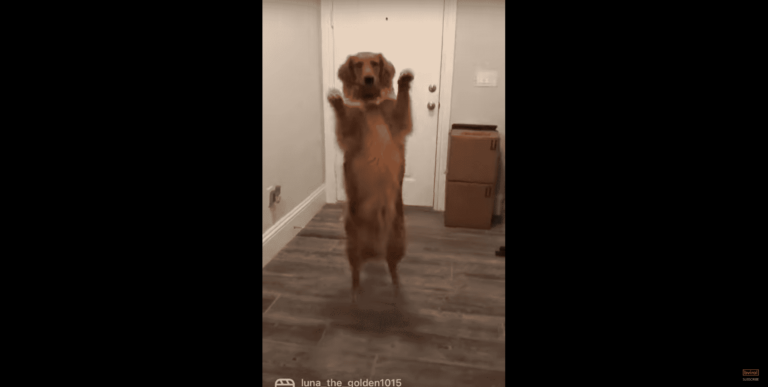 Golden Retriever Dances Whenever Her Owners Asks Her To Come To Them, And This Dog’s Moves Will Make You Want To Polish Yours