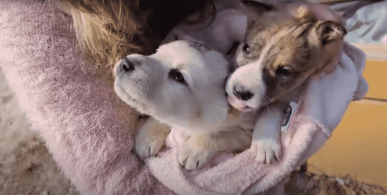 Abandoned Puppies Are Rescued From The Dumpster, And Their Playful Nature Came Out Soon After