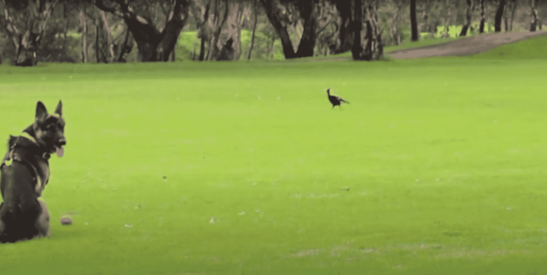 German Shepherd Shows Us What Actually Goes Down During A Hunt, And It Served Major Good Vibes