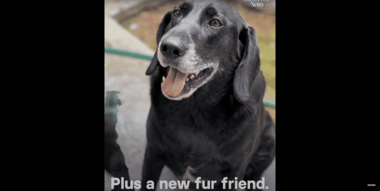 Black Labrador Retriever Jumps Into A Stranger’s Car, And The Series Of Events That Unfolded Because Of It Is Epic