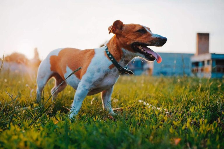 Jack Russell Terrier Hailed As A Hero For Sniffing Out 150 Explosives In War-Torn Ukraine And Keeping People Safe
